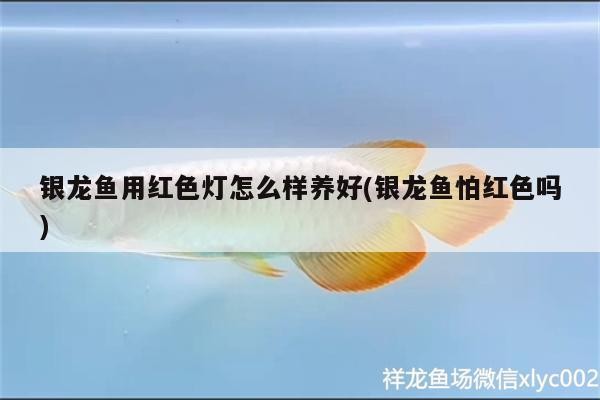 銀龍魚用紅色燈怎么樣養好(銀龍魚怕紅色嗎)