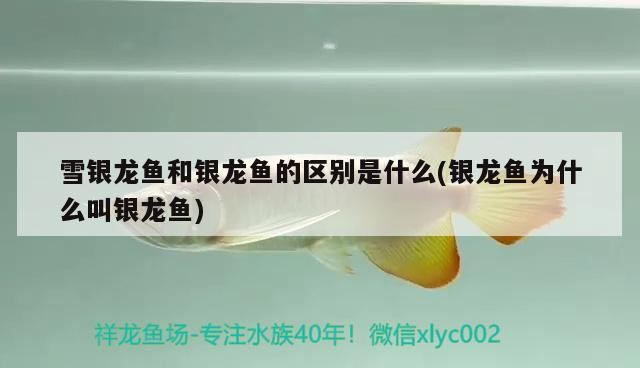 雪銀龍魚和銀龍魚的區別是什么(銀龍魚為什么叫銀龍魚)