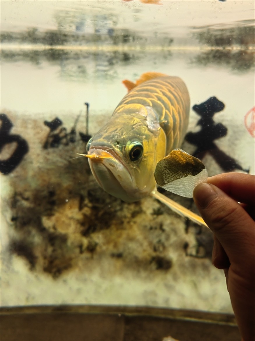 龍魚施舍我的一天