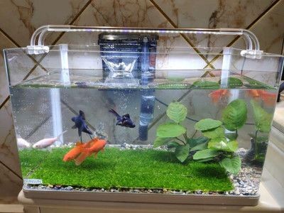 出售低價(jià)魚缸騙局：\"出售低價(jià)魚缸騙局\"