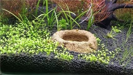 大魚缸水草泥怎么鋪好呢：大魚缸水草泥鋪設技巧和注意事項和注意事項