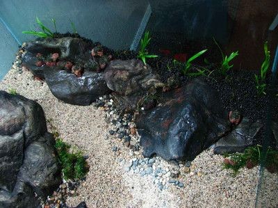 大魚缸水草泥怎么鋪好呢：大魚缸水草泥鋪設技巧和注意事項和注意事項