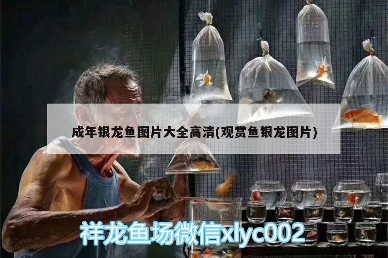 成年銀龍魚圖片大全高清(觀賞魚銀龍圖片)