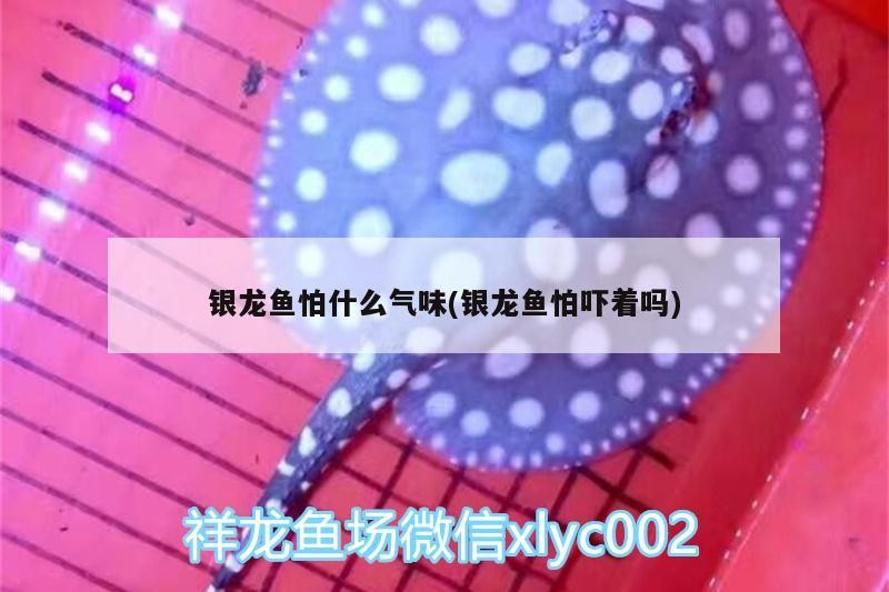 銀龍魚怕什么氣味(銀龍魚怕嚇著嗎)