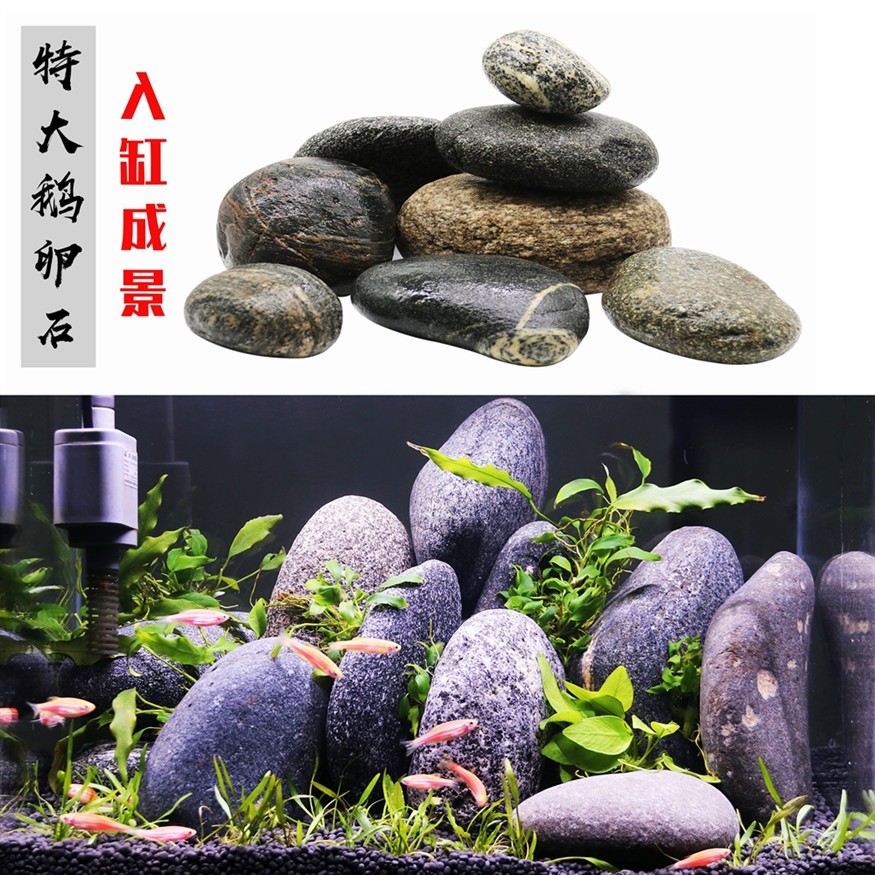 鵝卵石魚缸造景視頻：鵝卵石魚缸造景的養(yǎng)護(hù)技巧鵝卵石魚缸養(yǎng)護(hù)技巧