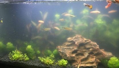 茶水倒入魚缸會怎么樣：倒入魚缸后，茶水倒入魚缸后會對魚的生存造成影響嗎