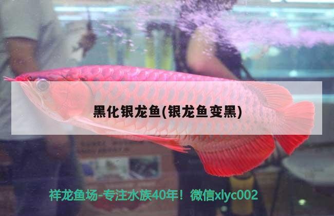 黑化銀龍魚(銀龍魚變黑)