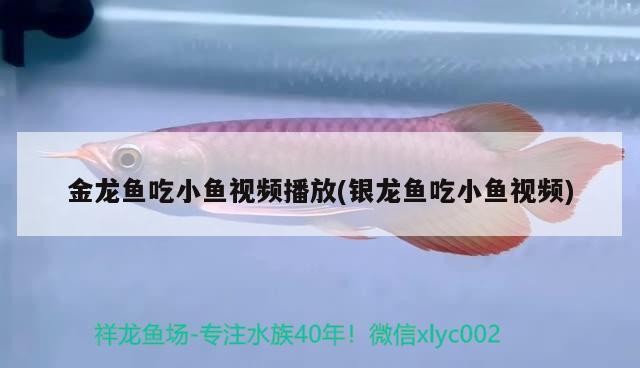 金龍魚吃小魚視頻播放(銀龍魚吃小魚視頻)