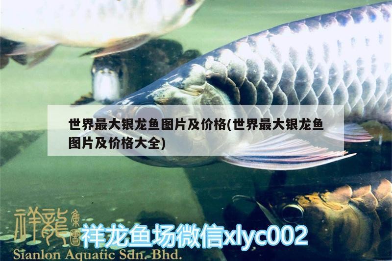 世界最大銀龍魚圖片及價格(世界最大銀龍魚圖片及價格大全)