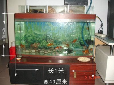 紅龍魚都喂什么食物（紅龍魚都喂什么食物好）
