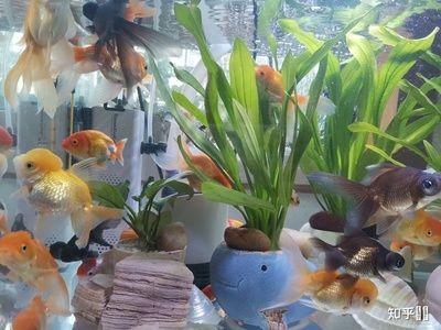便宜的魚缸多少錢一個(gè)合適養(yǎng)魚：便宜的魚缸價(jià)格可以從幾十元到幾十元到幾百元不等