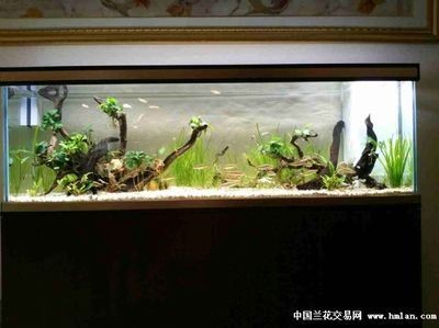 便宜的魚缸多少錢一個(gè)合適養(yǎng)魚：便宜的魚缸價(jià)格可以從幾十元到幾十元到幾百元不等