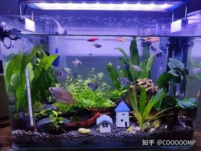 便宜的魚缸多少錢一個(gè)合適養(yǎng)魚：便宜的魚缸價(jià)格可以從幾十元到幾十元到幾百元不等