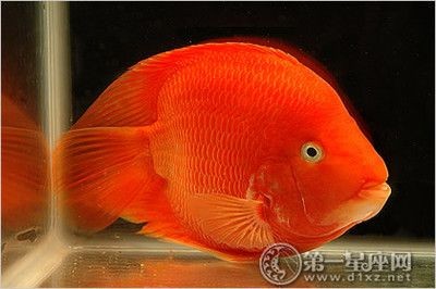 白底白背景魚缸可以養財神魚嗎？：在白底白背景的魚缸中養財神魚的情況