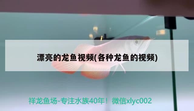 陶瓷魚缸造景圖片大全欣賞圖(客廳瓷魚缸圖片)
