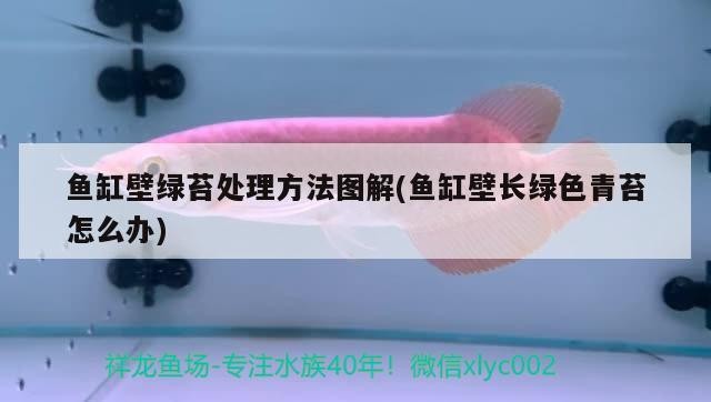 泰北虎魚在云南哪里產，虎皮魚和虎魚區別