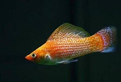玻璃魚缸怎樣養金魚：在玻璃魚缸中養金魚的關鍵要點遵循這些要點