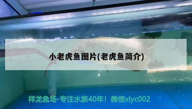 魚(yú)缸 小老虎魚(yú)圖片(老虎魚(yú)簡(jiǎn)介) 虎魚(yú)百科 小老虎魚(yú)圖片(老虎魚(yú)簡(jiǎn)介) 小老虎魚(yú)圖片(老虎魚(yú)簡(jiǎn)介) 虎魚(yú)百科