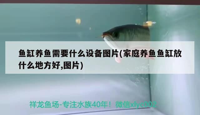 魚藥 魚缸養魚需要什么設備圖片(家庭養魚魚缸放什么地方好,圖片) 銀龍魚百科 魚缸養魚需要什么設備圖片(家庭養魚魚缸放什么地方好,圖片) 魚缸養魚需要什么設備圖片(家庭養魚魚缸放什么地方好,圖片) 銀龍魚百科