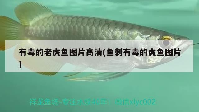 魚缸用增氧泵價格是多少:魚缸增氧機-xtrac增氧機-xtrac增氧機 有毒的老虎魚圖片高清(魚刺有毒的虎魚圖片) 虎魚百科 有毒的老虎魚圖片高清(魚刺有毒的虎魚圖片) 有毒的老虎魚圖片高清(魚刺有毒的虎魚圖片) 虎魚百科