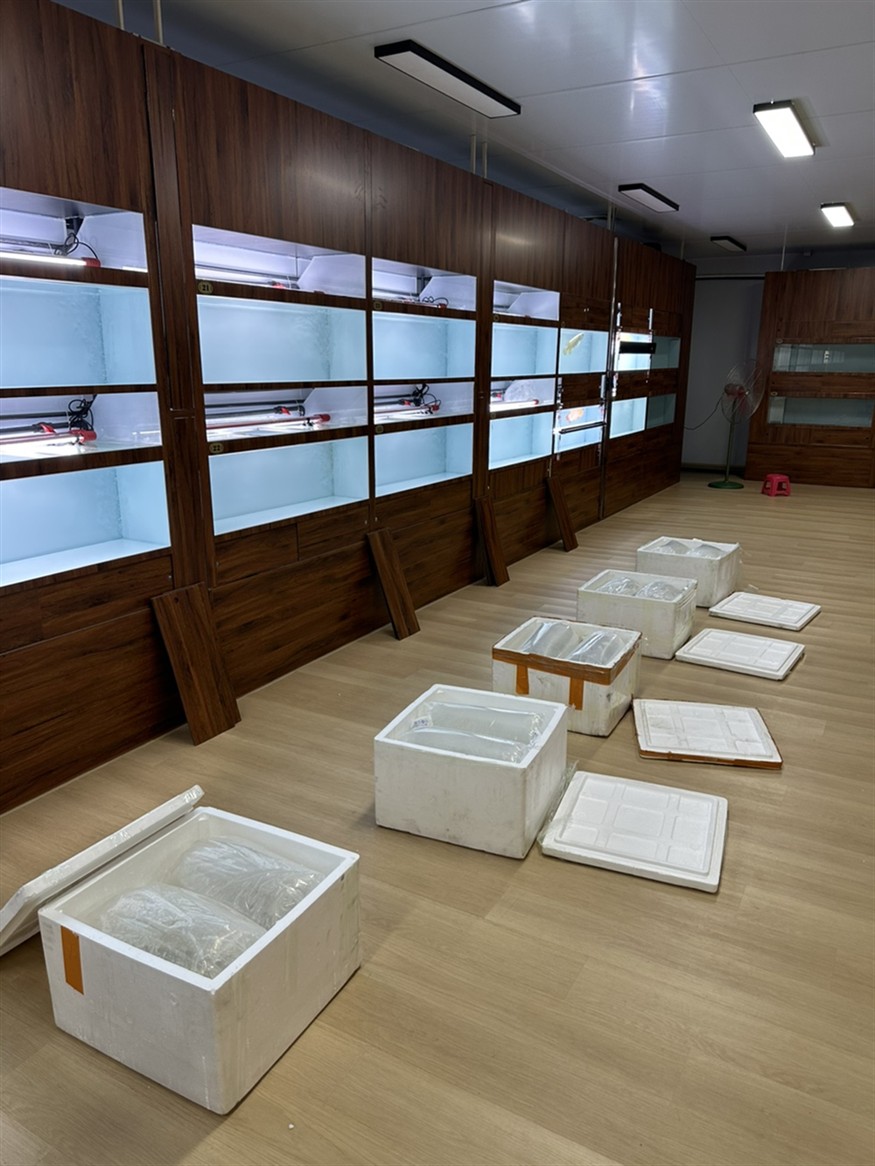 絕版半年多的源系列“鎏金鱗片”它來了！ 踏著“七彩祥云”抵達總部展廳啦???????????? 而且這一批是無垢鱗底型源系列 尺寸也是空前比較大的一批！ 期待入缸表現[鼓掌][鼓掌][鼓掌]