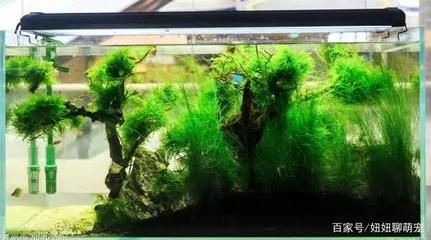 徹底清洗魚缸重新開缸視頻教學：南美缸開缸教學