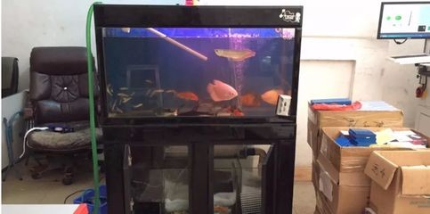 徹底清洗魚缸重新開缸視頻教學：南美缸開缸教學
