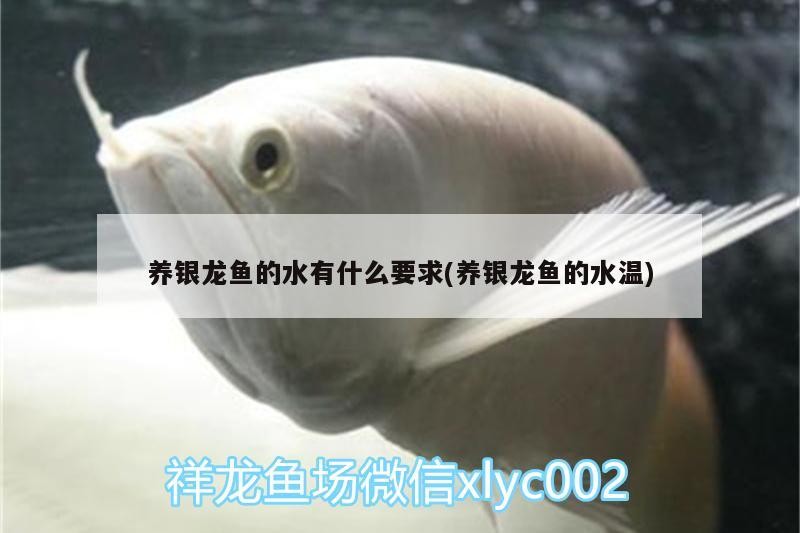 養銀龍魚的水有什么要求(養銀龍魚的水溫)