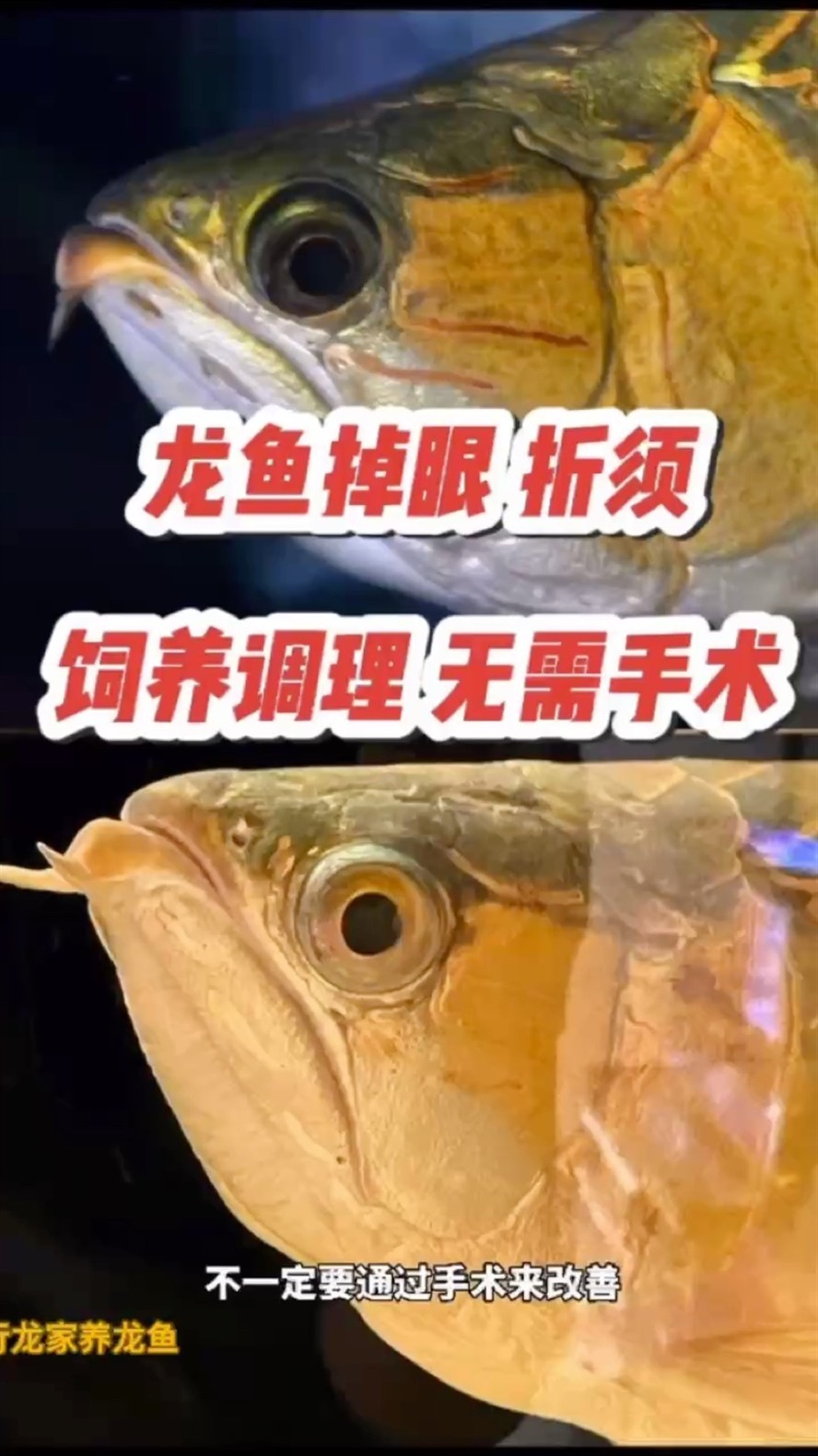 龍魚掉眼和折須飼養調理