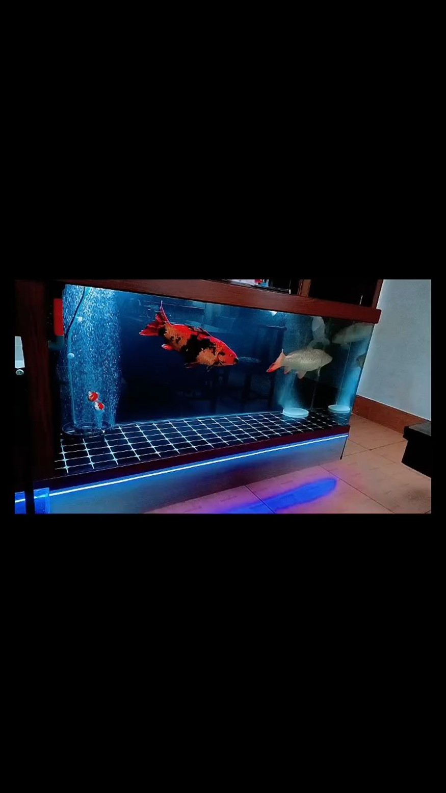 玻璃魚缸過濾器有用嗎安全嗎：魚缸過濾器的安全使用注意事項(xiàng)長(zhǎng)期開啟魚缸過濾器