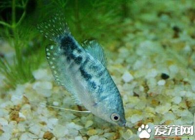 龍魚沉缸的解決辦法有哪些