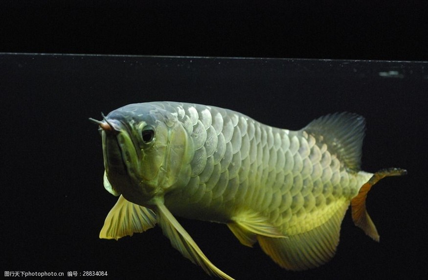 紅金龍魚