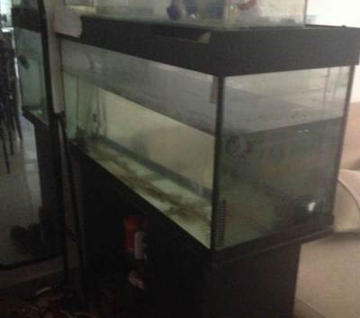 紅龍魚趴缸怎么辦小妙招圖片（紅龍魚趴缸怎么辦小妙招圖片大全）