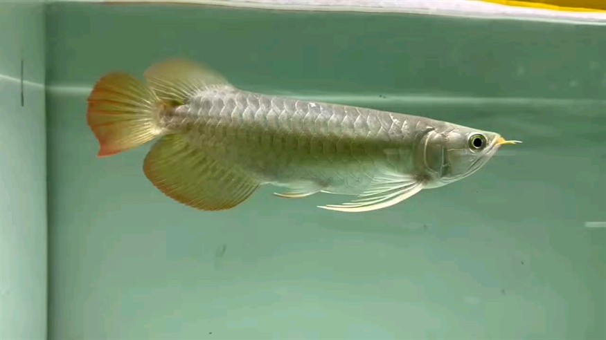 秋季上色