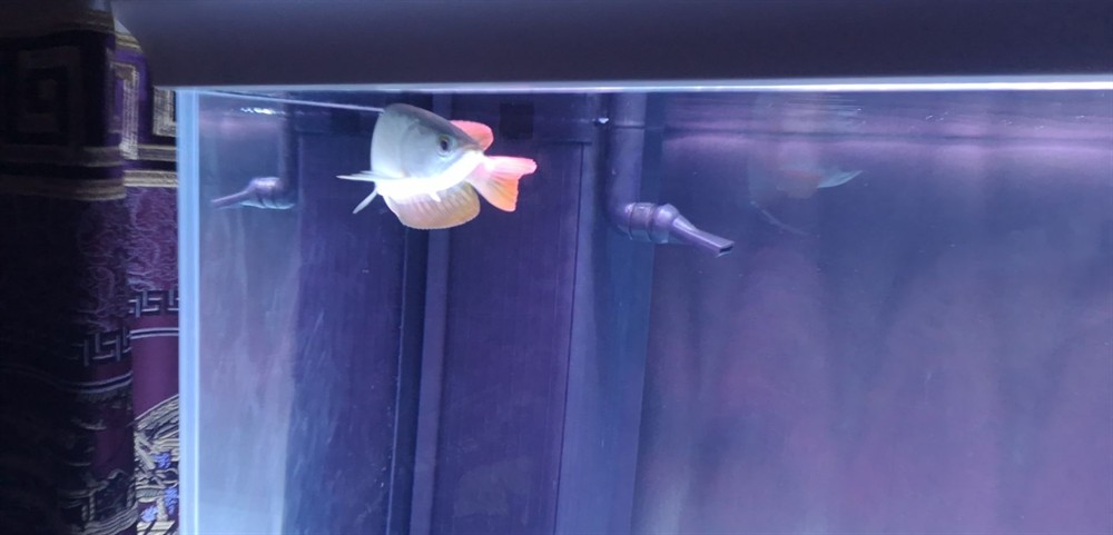 巴中水族館龍魚今天第一次 虎魚百科 第1張 巴中水族館龍魚今天第一次 巴中水族館龍魚今天第一次 虎魚百科 第1張