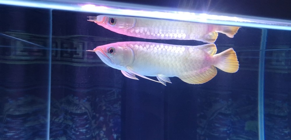 巴中水族館龍魚今天第一次 虎魚百科 第2張 巴中水族館龍魚今天第一次 巴中水族館龍魚今天第一次 虎魚百科 第2張