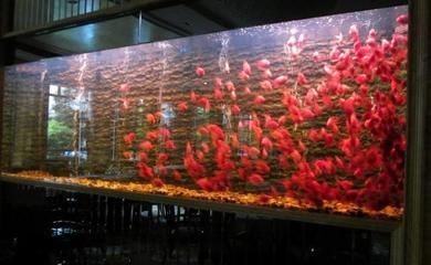 大魚缸配件都需要什么材料：制作一個大魚缸不僅需要考慮缸體的材質和尺寸還需要考慮各種配件和裝飾材料