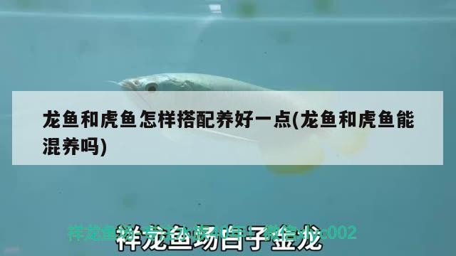 龍魚(yú)和虎魚(yú)怎樣搭配養(yǎng)好一點(diǎn)(龍魚(yú)和虎魚(yú)能混養(yǎng)嗎)