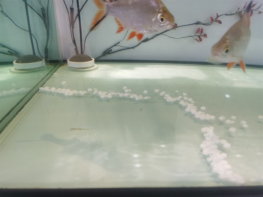 第一次檢疫，配合檢疫藥下鹽。