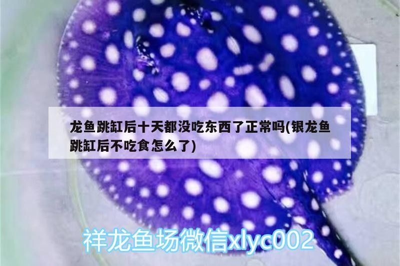 龍魚跳缸后十天都沒吃東西了正常嗎(銀龍魚跳缸后不吃食怎么了)