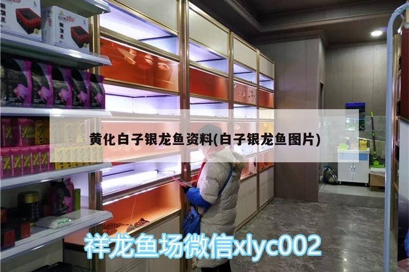 黃化白子銀龍魚資料(白子銀龍魚圖片)