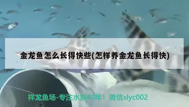 泰國虎魚跟印尼虎魚區(qū)別在哪里，泰虎魚什么水魚