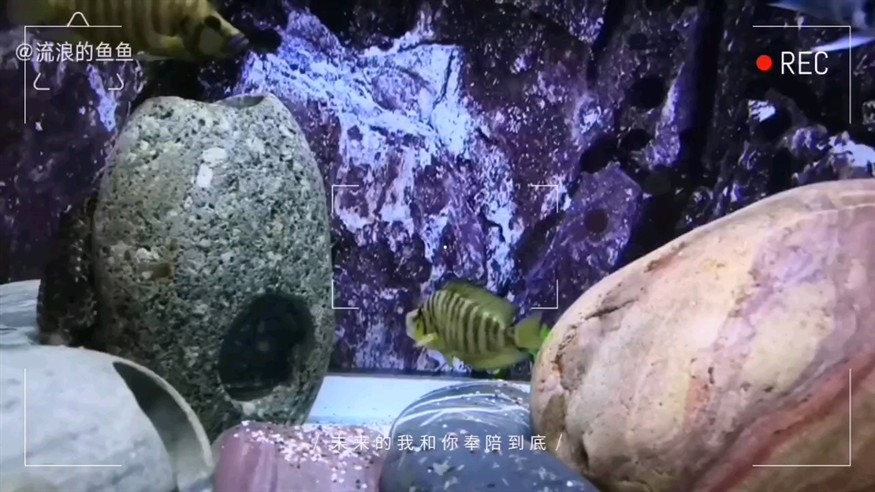 馬里奧終于發(fā)色了