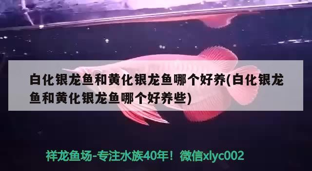 白化銀龍魚和黃化銀龍魚哪個好養(白化銀龍魚和黃化銀龍魚哪個好養些)