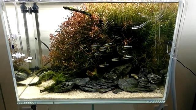 草缸和魚缸有什么區別：草缸與魚缸的區別