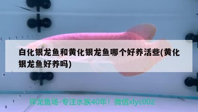 白化銀龍魚和黃化銀龍魚哪個好養活些(黃化銀龍魚好養嗎)