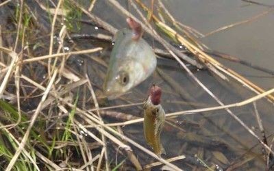 白條魚在魚缸里能養活嗎？：白條魚在魚缸里養殖注意事項白條魚在魚缸里能養活