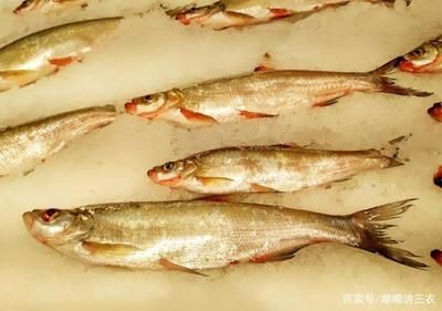 白條魚在魚缸里能養活嗎？：白條魚在魚缸里養殖注意事項白條魚在魚缸里能養活