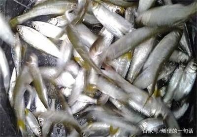 白條魚在魚缸里能養活嗎？：白條魚在魚缸里養殖注意事項白條魚在魚缸里能養活