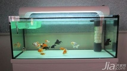 玻璃魚缸怎樣做：制作玻璃魚缸的基本步驟